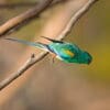 A wild male Mulga Parrot takes flight