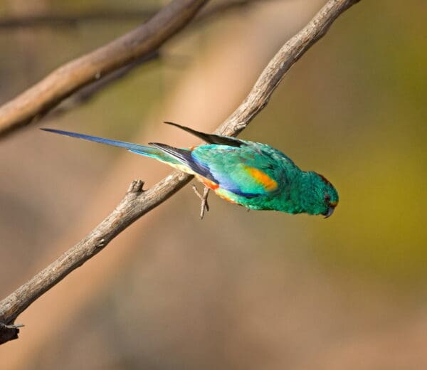 A wild male Mulga Parrot takes flight