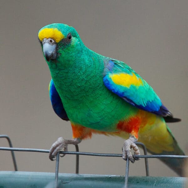 A wild Mulga Parrot perches on a fence