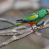 A wild male Mulga Parrot perches on a branch