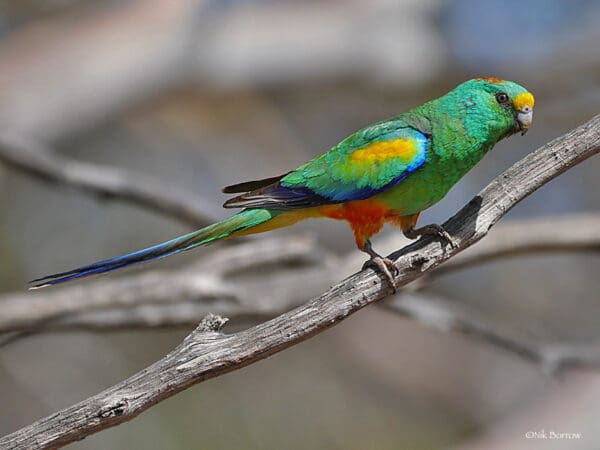 A wild male Mulga Parrot perches on a branch