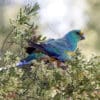 A wild male Mulga Parrot feeds in a bush