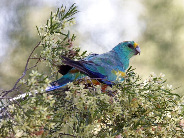 A wild male Mulga Parrot feeds in a bush