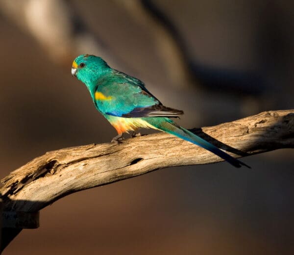 A wild male Mulga Parrot perches on a branch