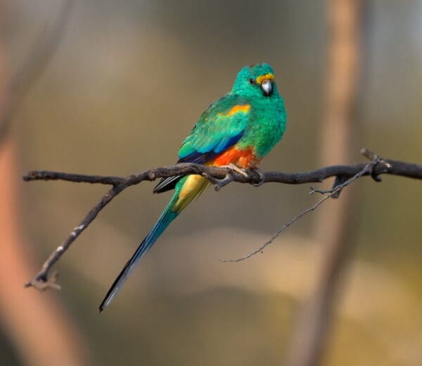 A wild male Mulga Parrot perches on a branch