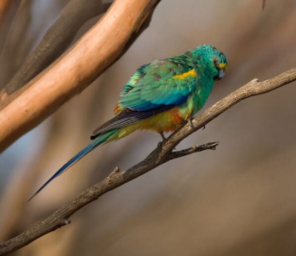 A wild male Mulga Parrot perches on a branch