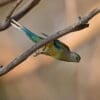 A wild female Mulga Parrot takes flight