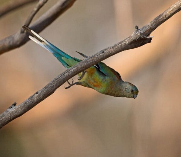 A wild female Mulga Parrot takes flight