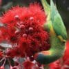 A wild Musk Lorikeet takes nectar from blossoms