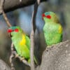 Wild Musk Lorikeets perch in a tree