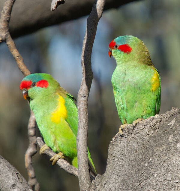 Wild Musk Lorikeets perch in a tree