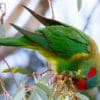 A wild Musk Lorikeet forages for berries