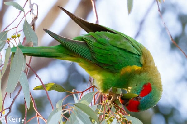 A wild Musk Lorikeet forages for berries