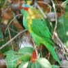 A wild Musk Lorikeet perches in a tree