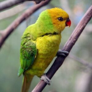 An Olive-headed Lorikeet perches on a branch