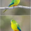 Wild Orange-bellied Parrots, female top, male bottom, perch on branches