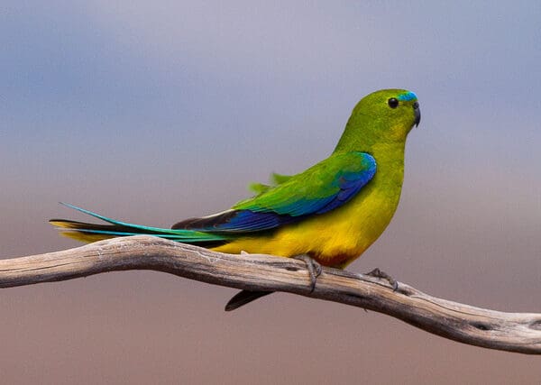 Orange-bellied Parrot Recovery