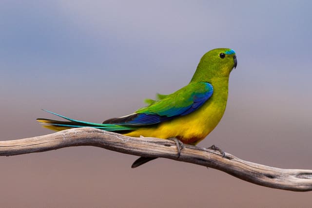 Orange-bellied Parrot Recovery