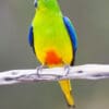 A wild Orange-bellied Parrot perches on a branch