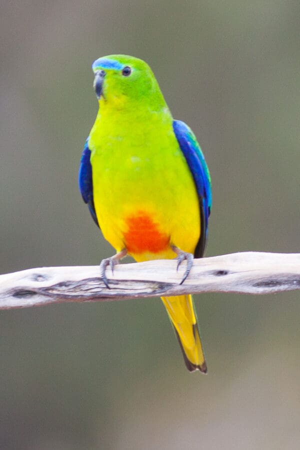 A wild Orange-bellied Parrot perches on a branch