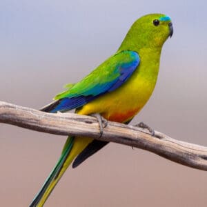 Wild female Orange-bellied Parrot perches on a branch