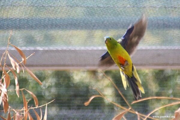 An Orange-bellied Parrot in captive breeding program flies in an enclosure