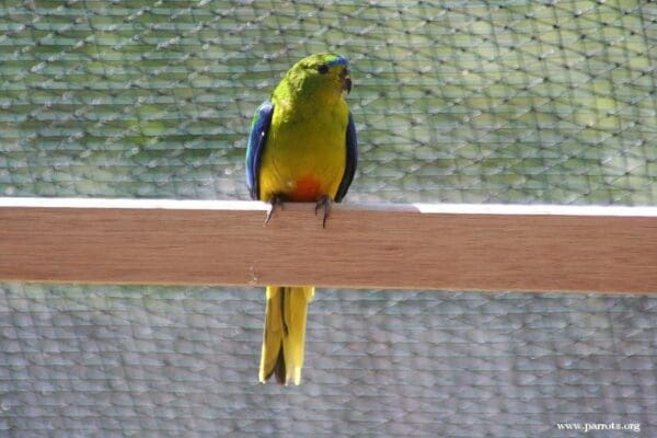 An Orange-bellied Parrot in captive breeding program perches in an enclosure