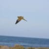 A wild Orange-bellied Parrot is seen in flight