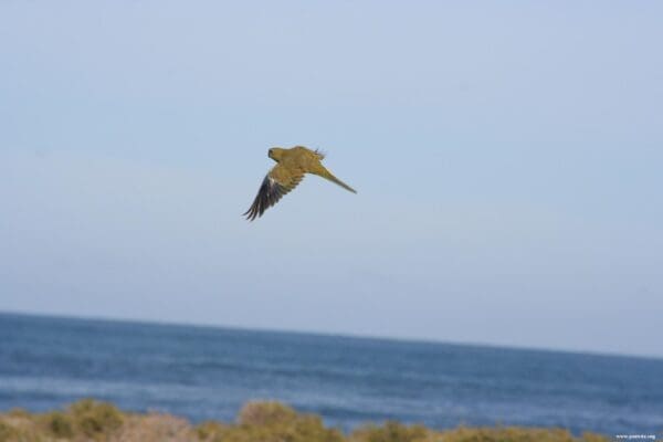 A wild Orange-bellied Parrot is seen in flight