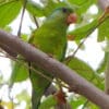 A wild Orange-chinned Parakeet perches on a branch