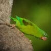 A wild Orange-chinned Parakeet clings to a tree trunk