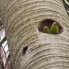 Wild Orange-winged Parakeets perch at the entrance of a nest cavity