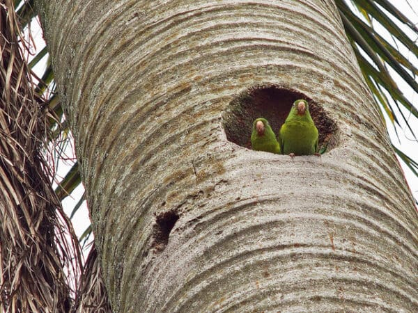 Wild Orange-winged Parakeets perch at the entrance of a nest cavity