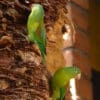 Wild Orange-chinned Parakeets cling to a tree trunk