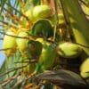 Wild Orange-chinned Parakeets forage for fruit