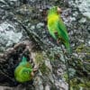 Wild Orange-chinned Parakeets explore a tree cavity