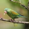 A wild Orange-chinned Parakeet perches on a branch