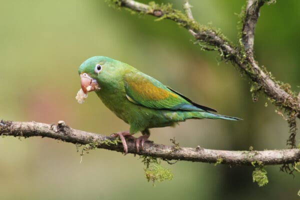 A wild Orange-chinned Parakeet perches on a branch