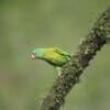 A wild Orange-chinned Parakeet clings to a mossy branch