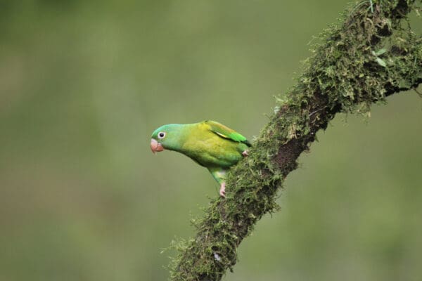 A wild Orange-chinned Parakeet clings to a mossy branch