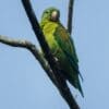 A wild Orange-chinned Parakeet perches on a branch