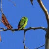 A wild Orange-fronted Hanging Parrot perches on a branch