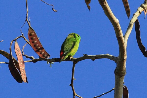 A wild Orange-fronted Hanging Parrot perches on a branch