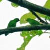 A wild Orange-fronted Hanging Parrots perches on a branch