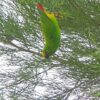 A wild male Orange-fronted Hanging Parrot dangles from a branch