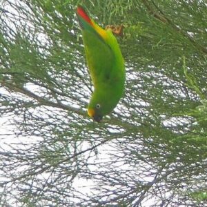 A wild male Orange-fronted Hanging Parrot dangles from a branch