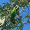 A wild male Orange-fronted Hanging Parrot dangles from a branch