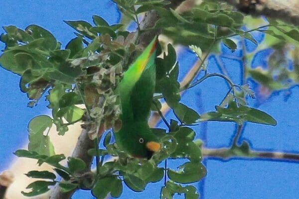 A wild male Orange-fronted Hanging Parrot dangles from a branch