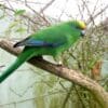 An Orange-fronted Parakeet perches in an enclosure at Isaac Peacock Springs Wildlife Refuge