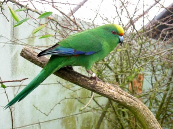 An Orange-fronted Parakeet perches in an enclosure at Isaac Peacock Springs Wildlife Refuge